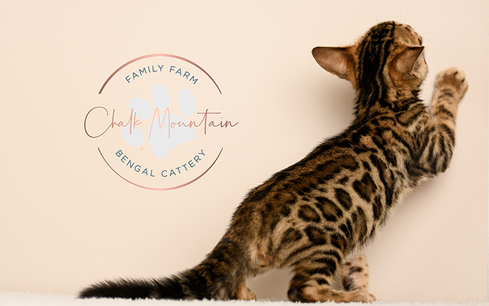Bengal kitten for sale